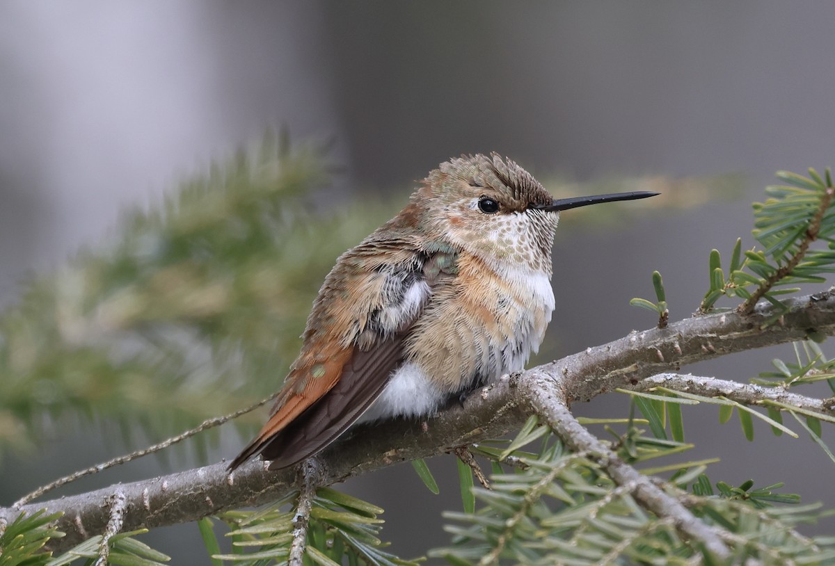 Rufous Hummingbird - ML646859893