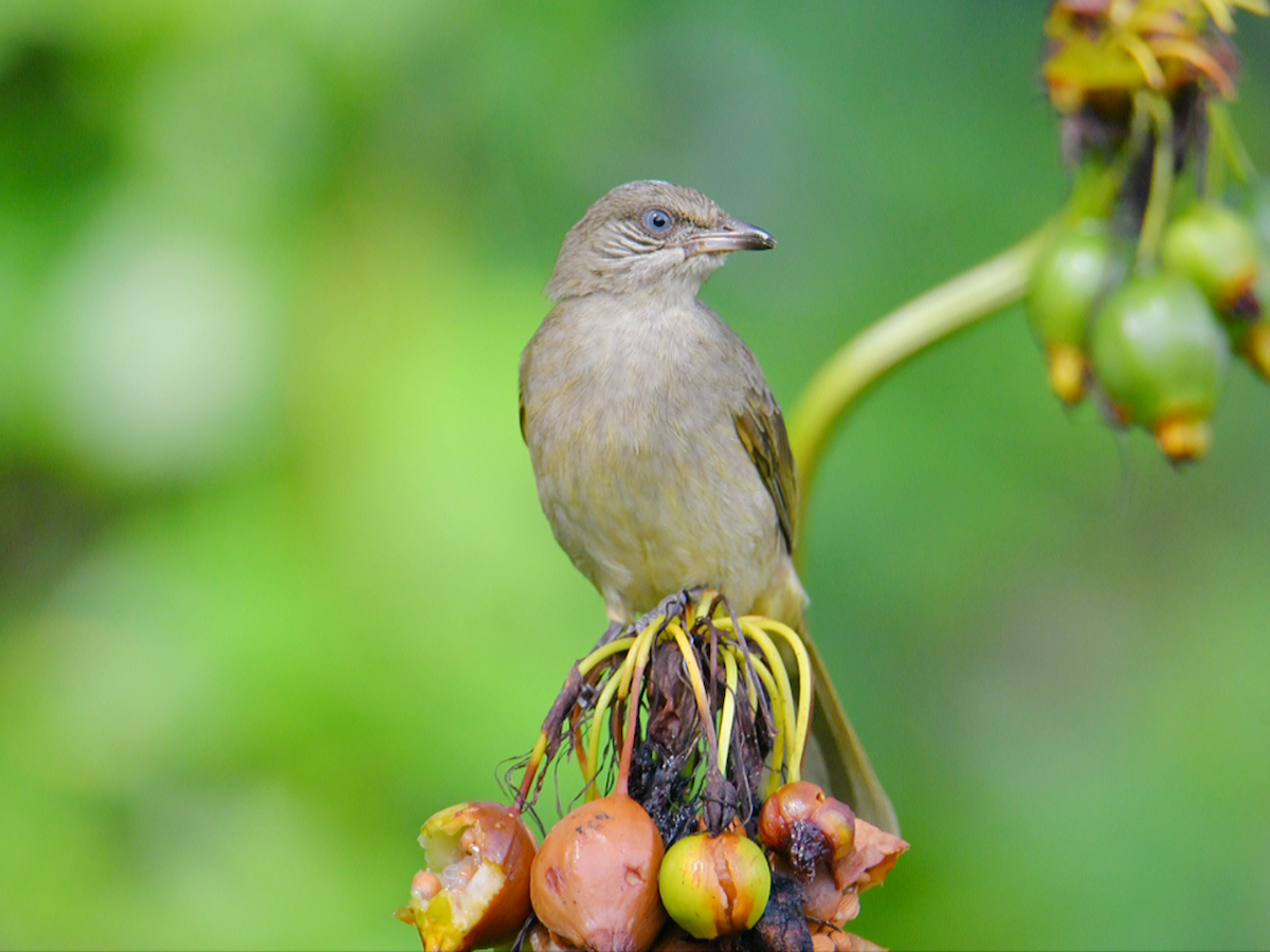 Streak-eared Bulbul - ML646859894