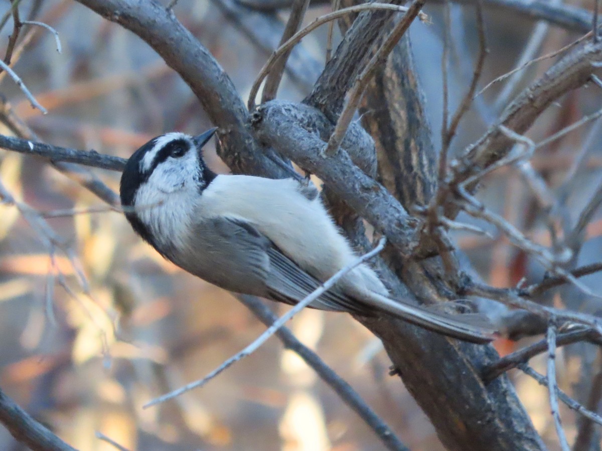 Mountain Chickadee - ML646859895