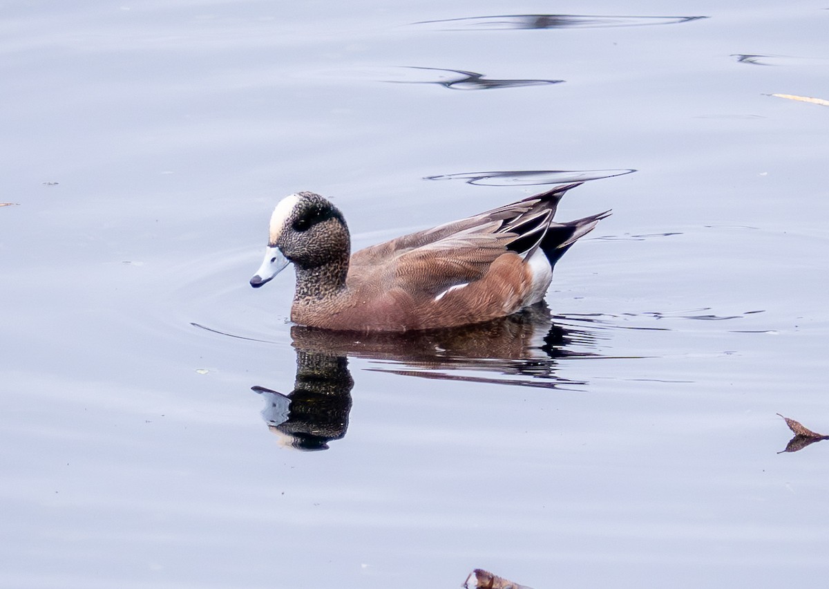 hvízdák americký - ML646859900