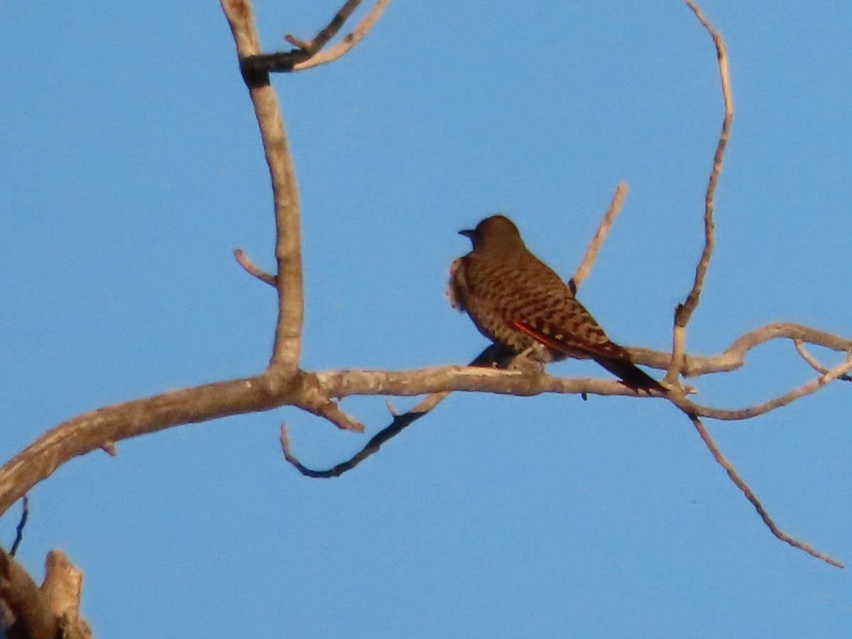 Northern Flicker (Red-shafted) - ML646859901