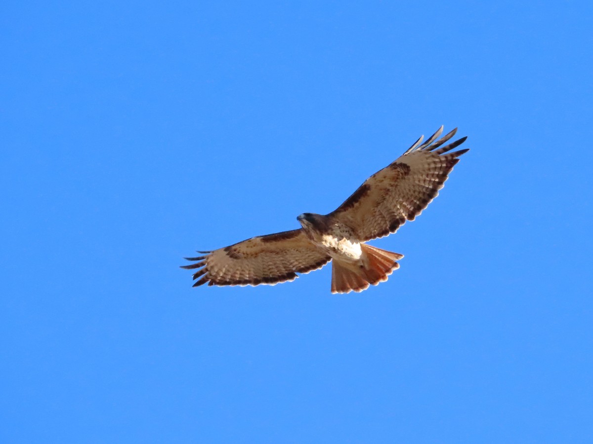 Red-tailed Hawk (calurus/alascensis) - ML646859903