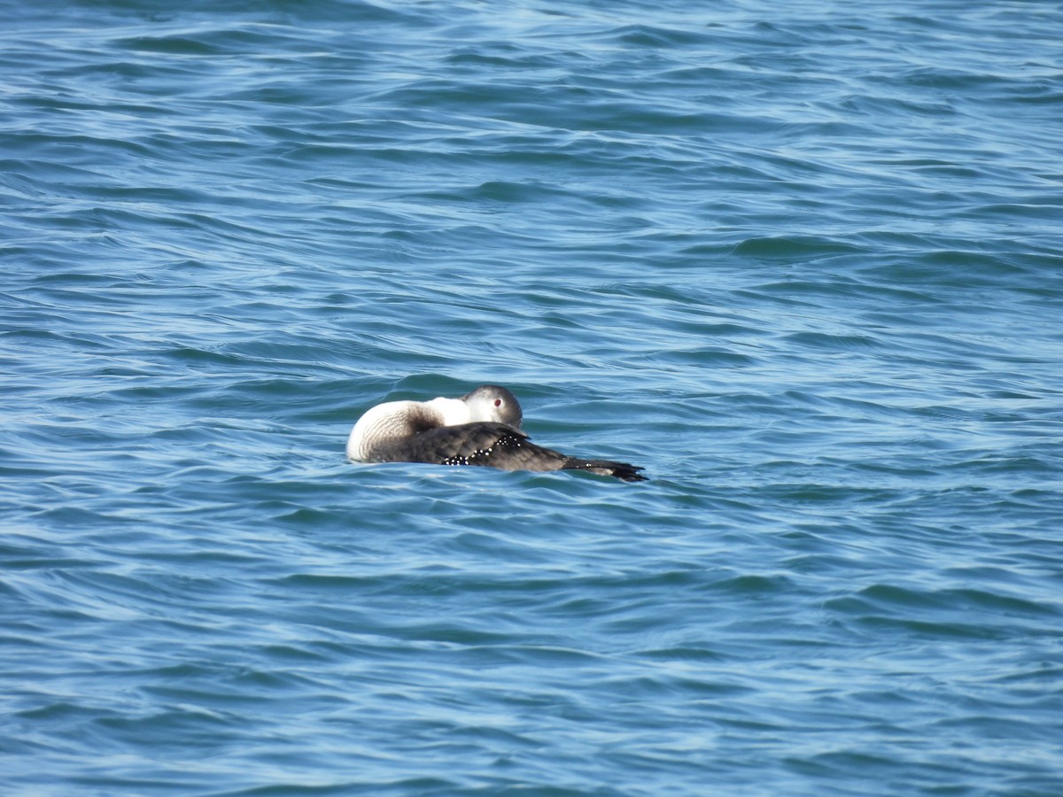 Common Loon - ML646859904