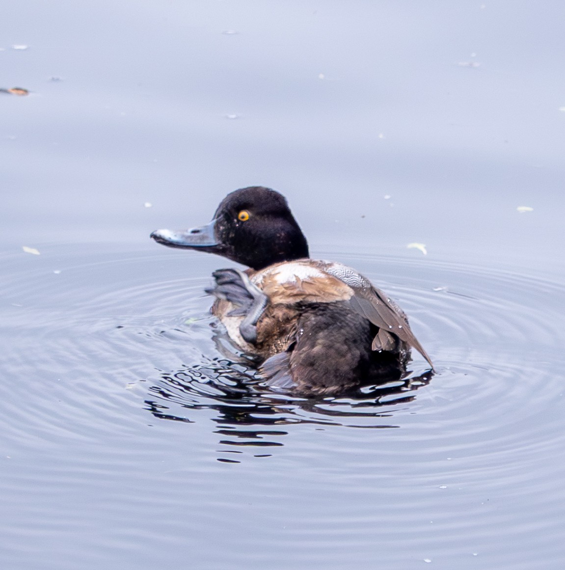 polák vlnkovaný - ML646859905