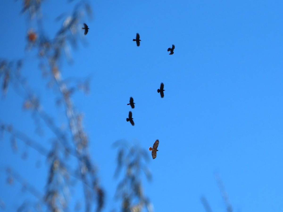 American Crow - ML646859906