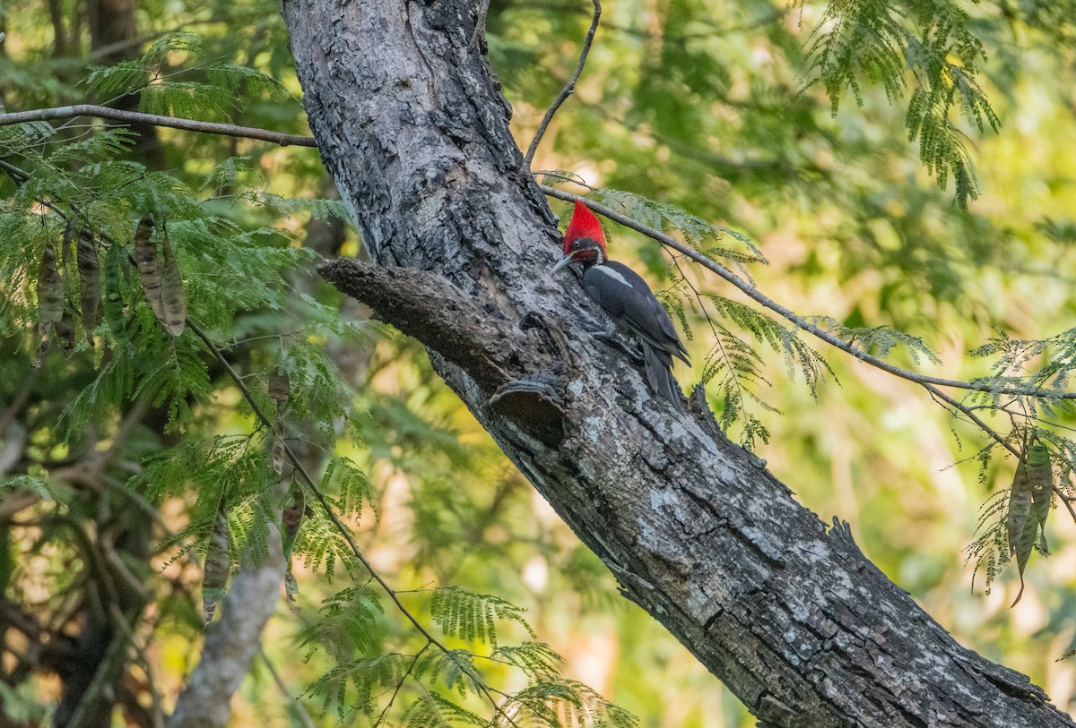 Полосатая желна - ML646859908