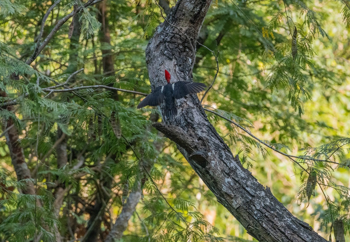 Полосатая желна - ML646859909