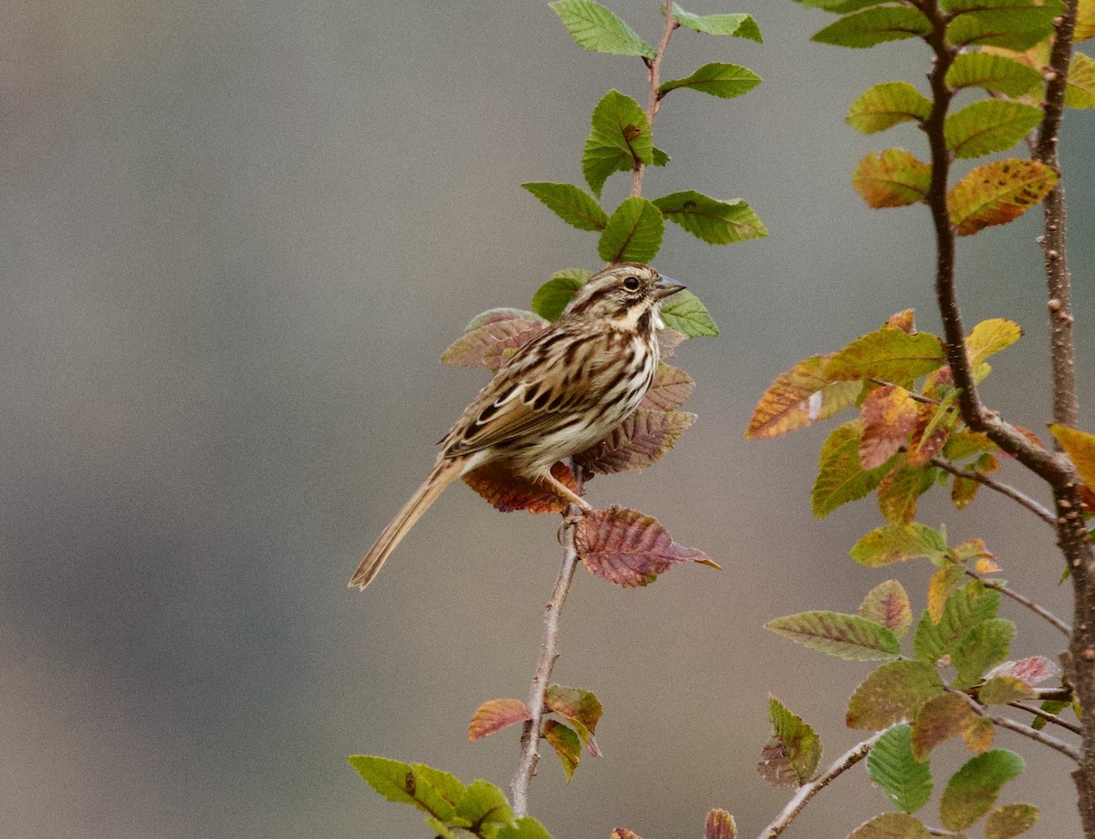 ウタスズメ - ML646859910