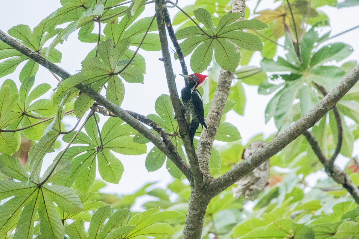 Полосатая желна - ML646859911