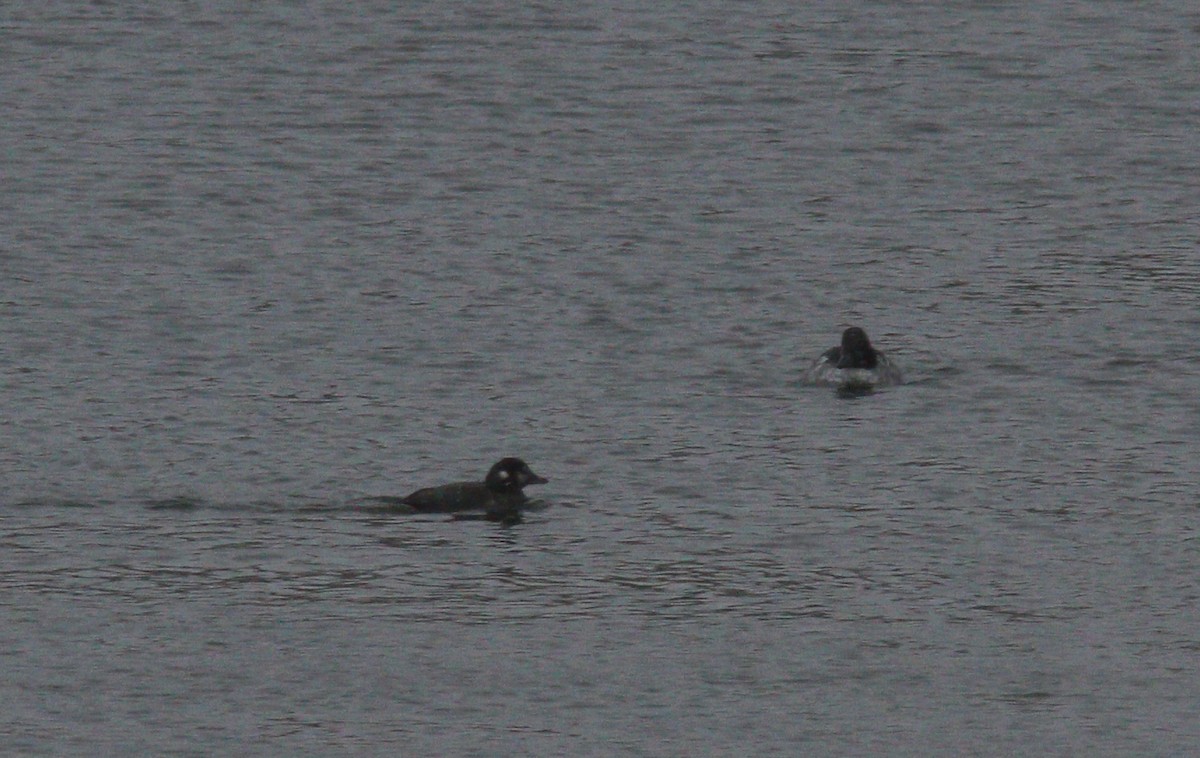 Palyaço Ördeği - ML646859914