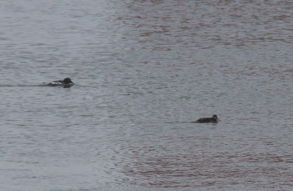 Palyaço Ördeği - ML646859915