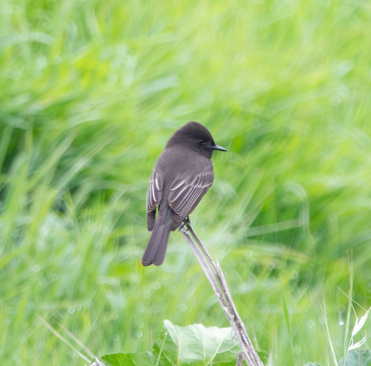 Black Phoebe - ML646859916