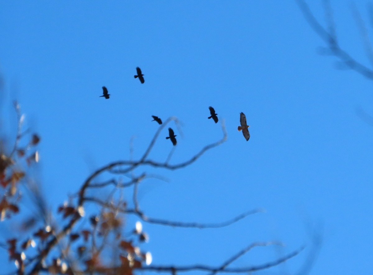 American Crow - ML646859919