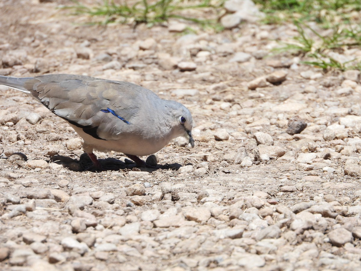 Picui Ground Dove - ML646859921