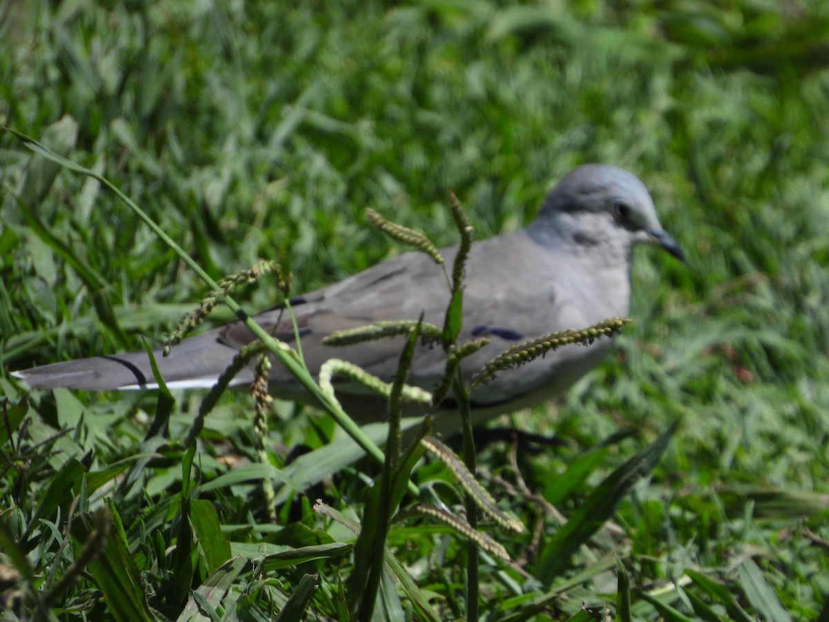 Picui Ground Dove - ML646859922