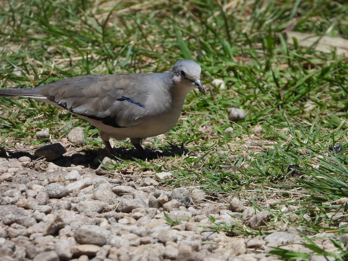 Picui Ground Dove - ML646859923