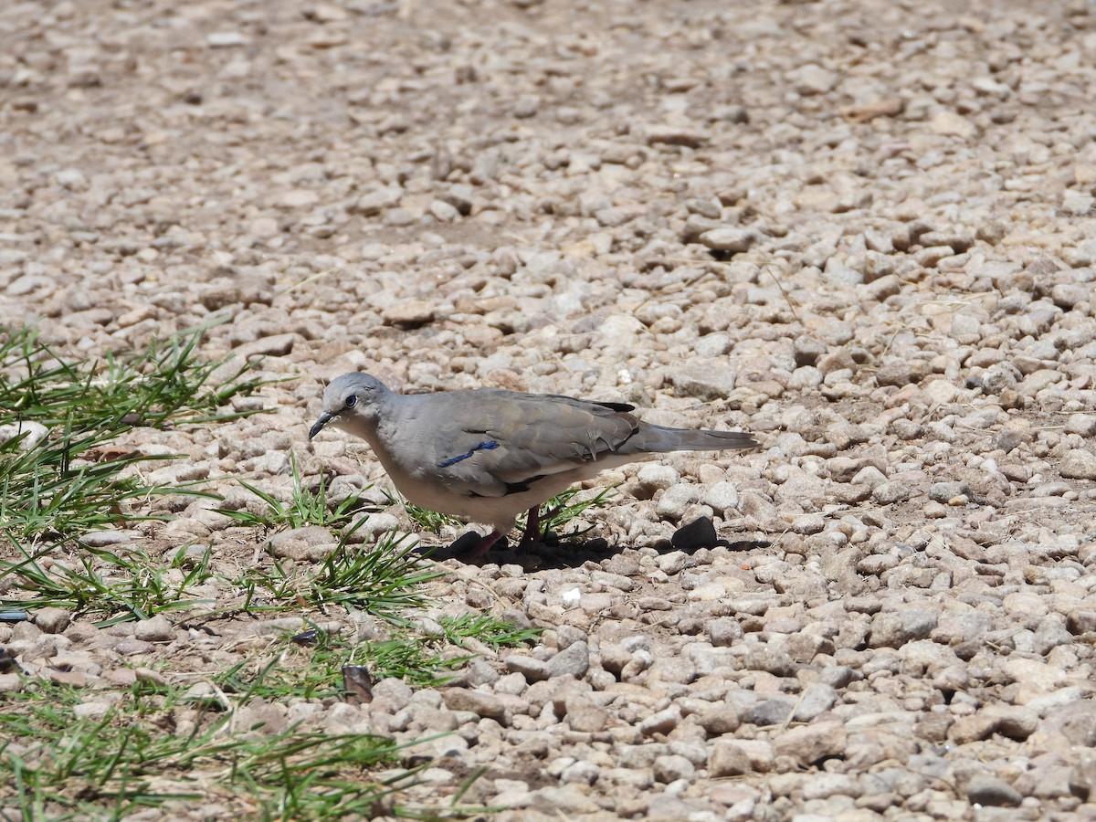 Picui Ground Dove - ML646859924