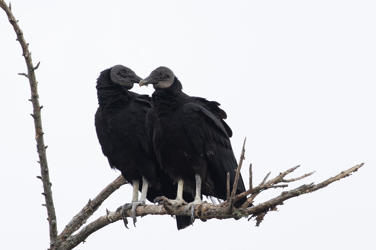 kondor havranovitý - ML646859926