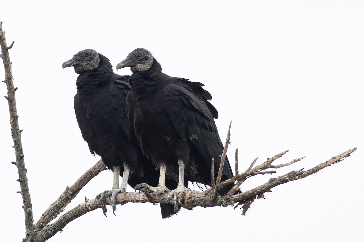 kondor havranovitý - ML646859927