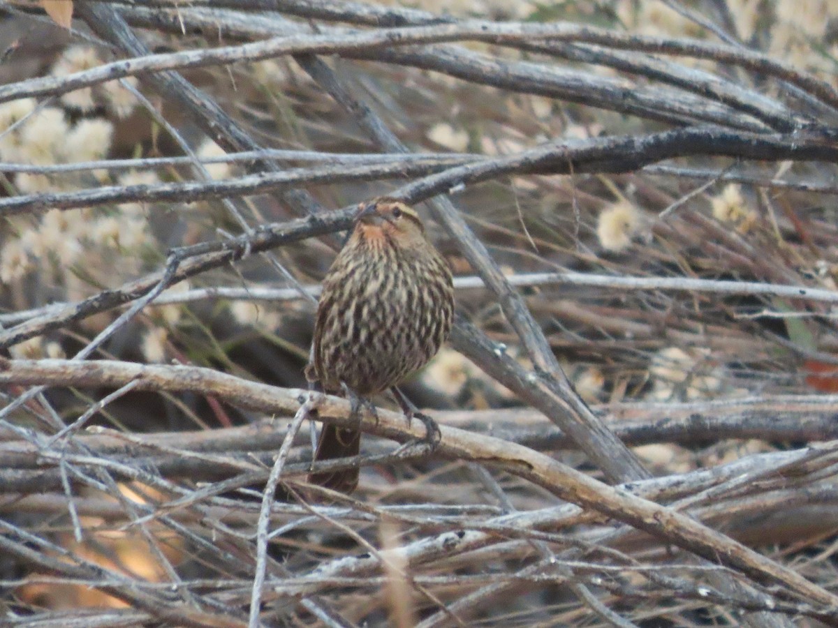 Red-winged Blackbird - ML646859928