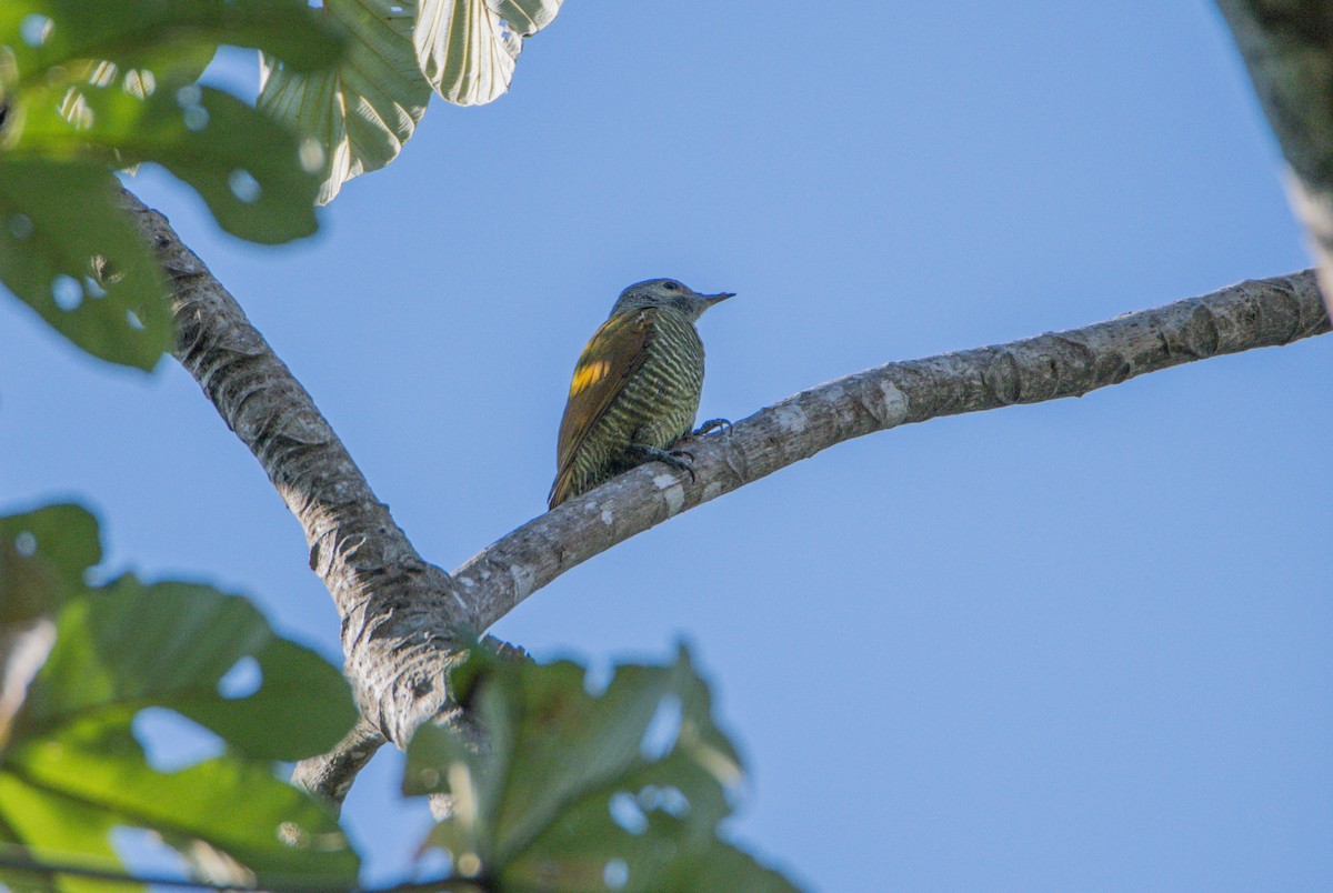 Серошапочный дятел - ML646859929