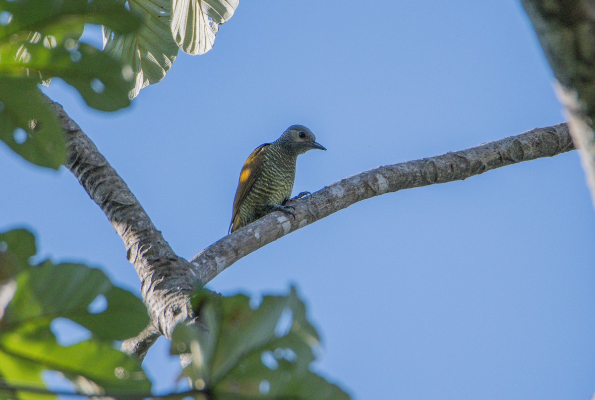 Серошапочный дятел - ML646859930