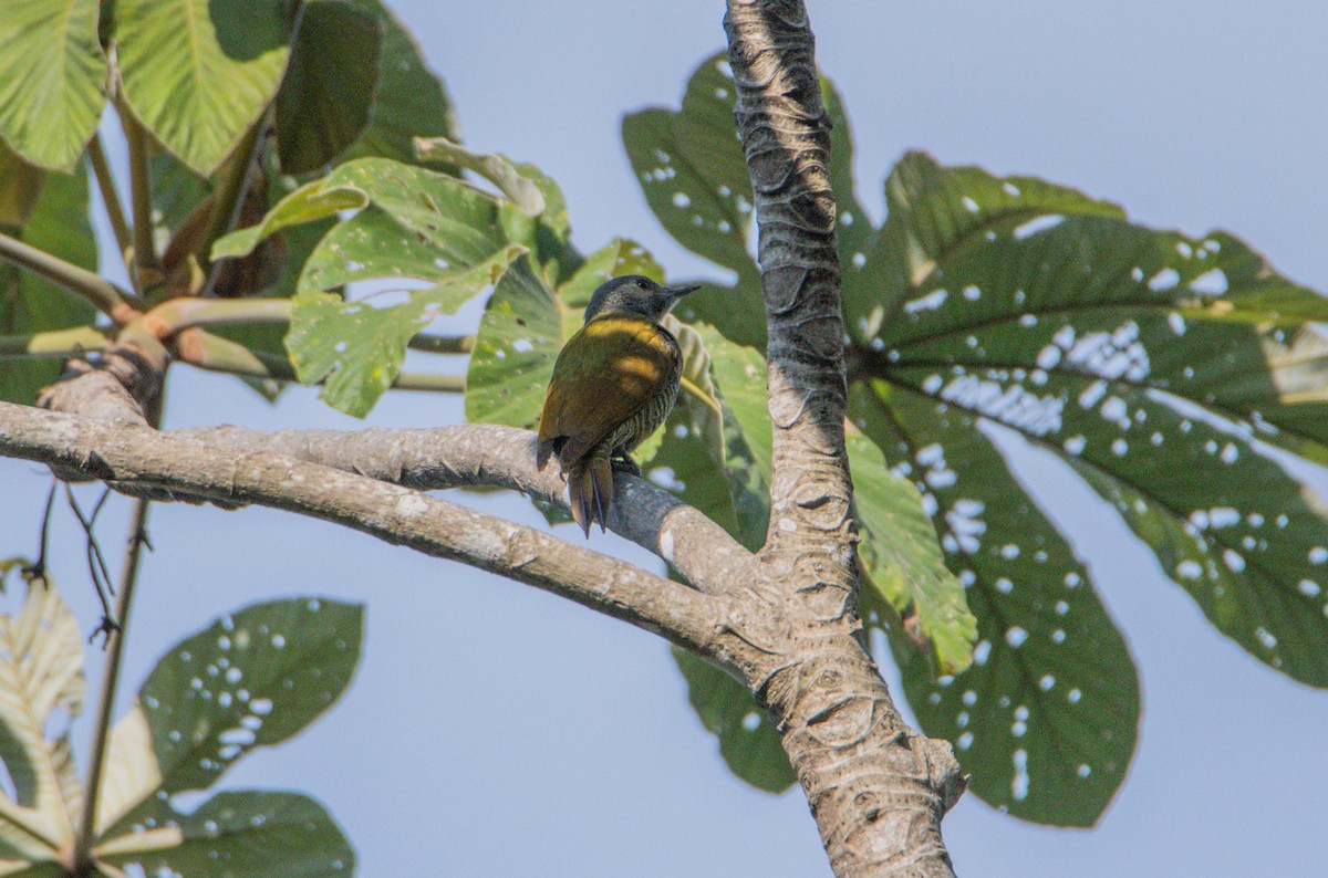 Серошапочный дятел - ML646859931