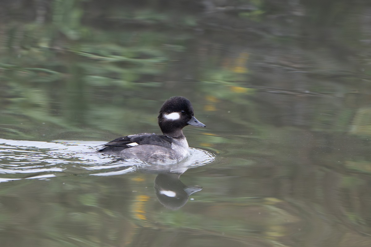 Bufflehead - ML646859932