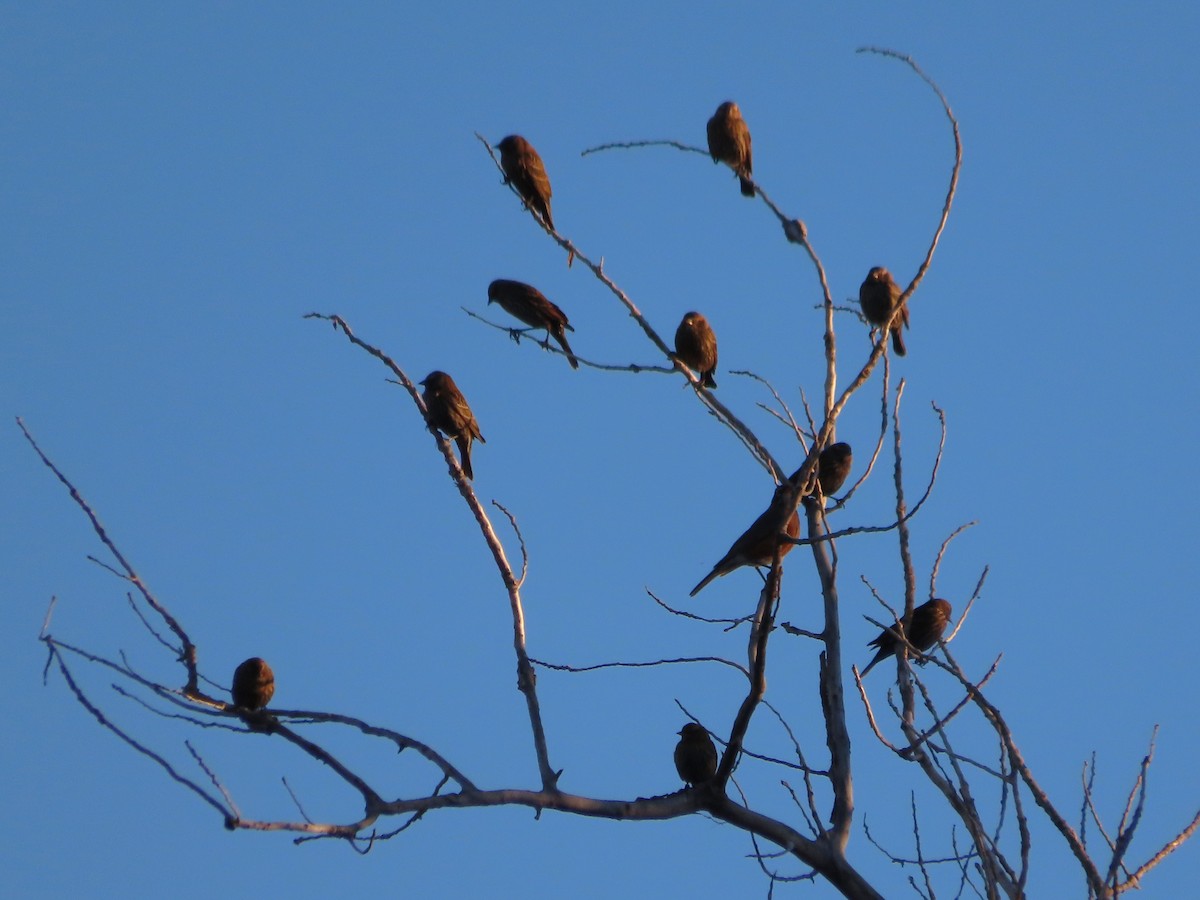 Red-winged Blackbird - ML646859933