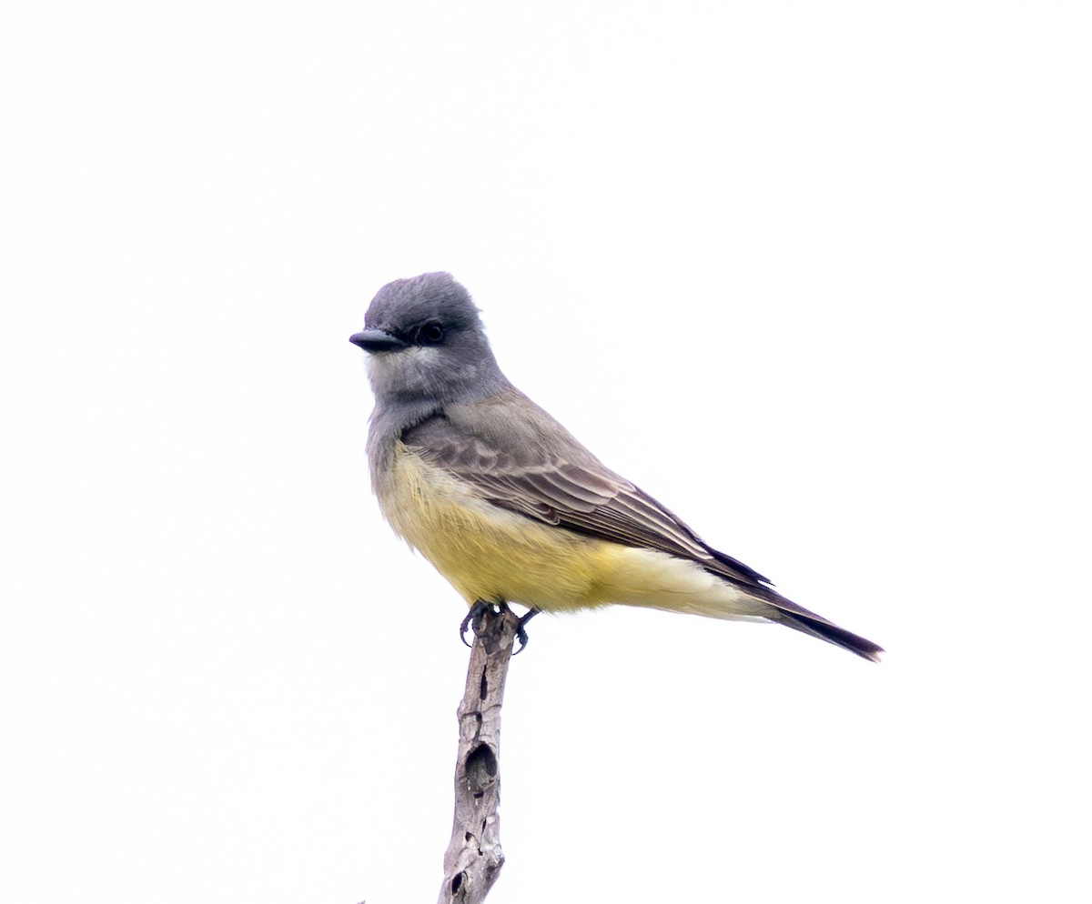 Cassin's Kingbird - ML646859934