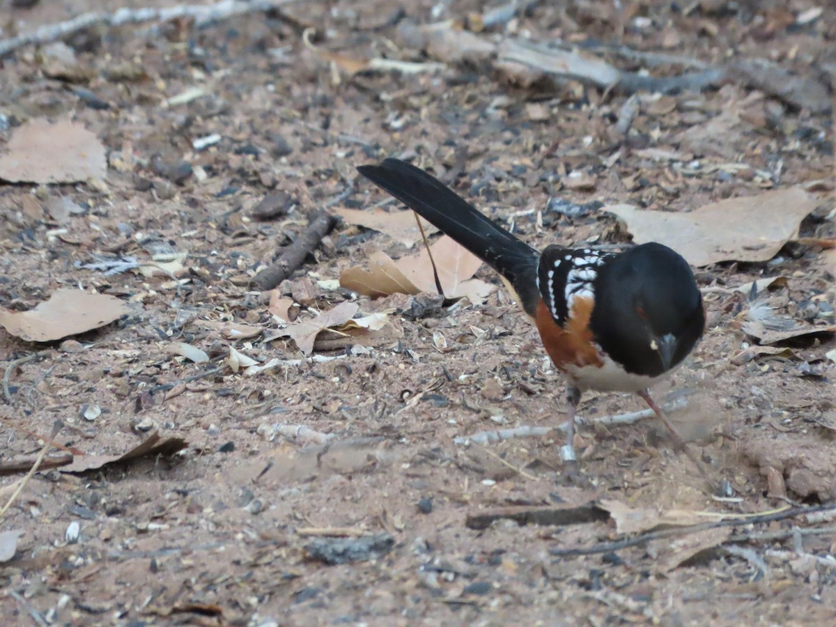Spotted Towhee - ML646859938