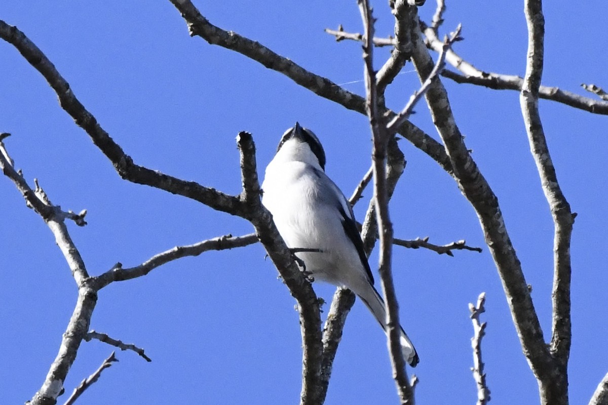 Loggerhead Shrike - ML646859939
