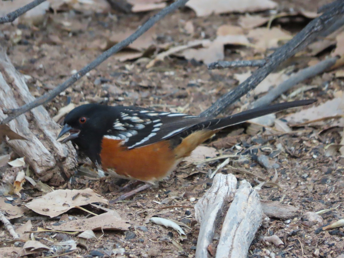 Spotted Towhee - ML646859940
