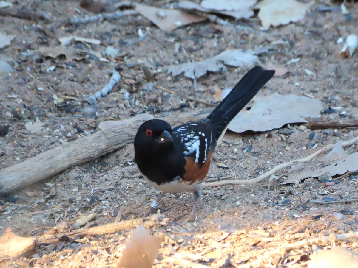 Spotted Towhee - ML646859941