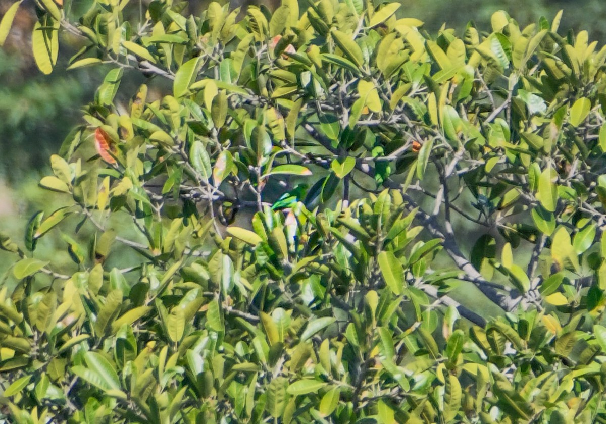 Мексиканский воробьиный попугайчик - ML646859945