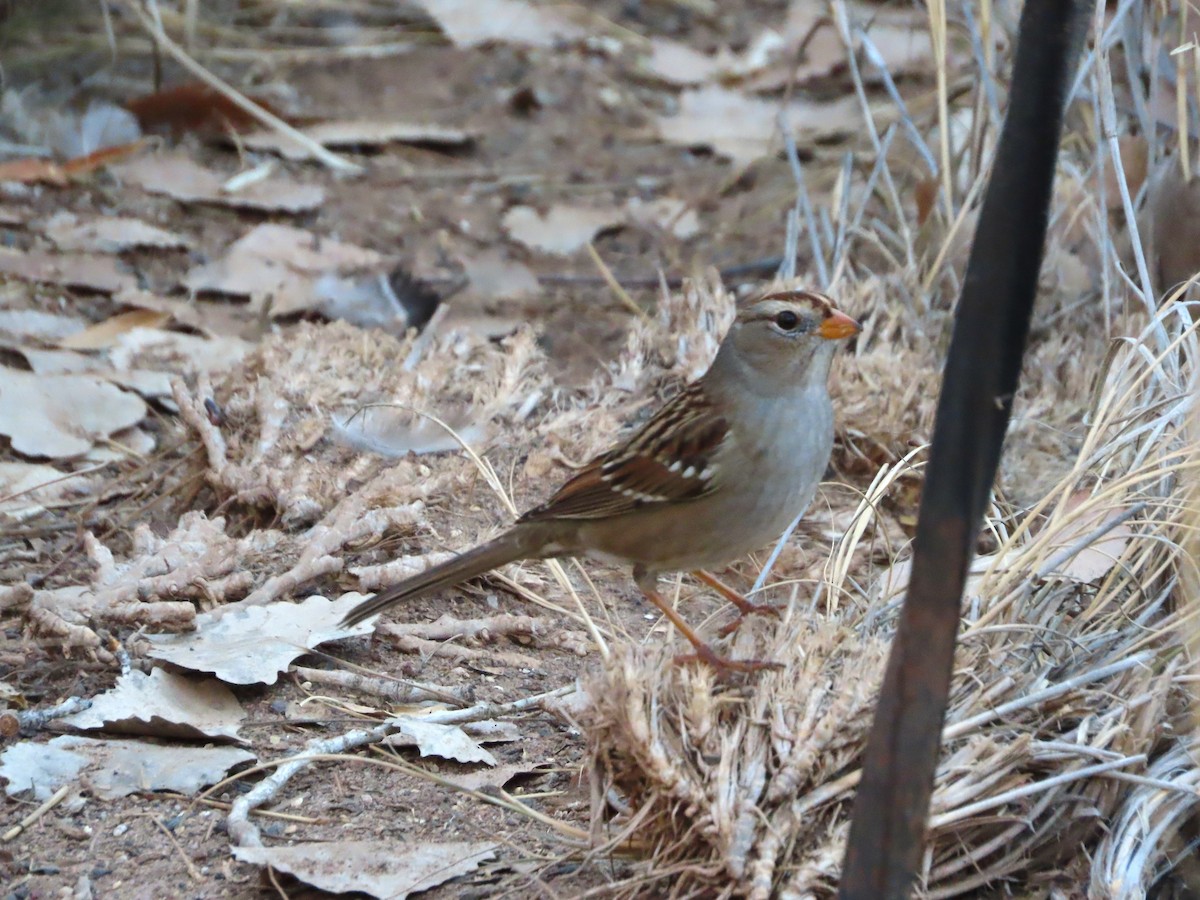 Dachsammer - ML646859946