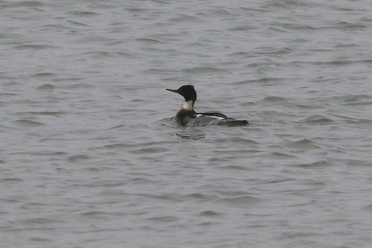 Red-breasted Merganser - ML646859949