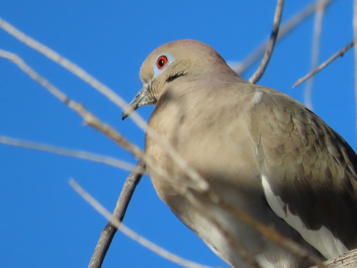 White-winged Dove - ML646859951