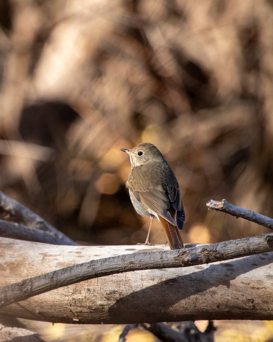 Hermit Thrush - ML646859952