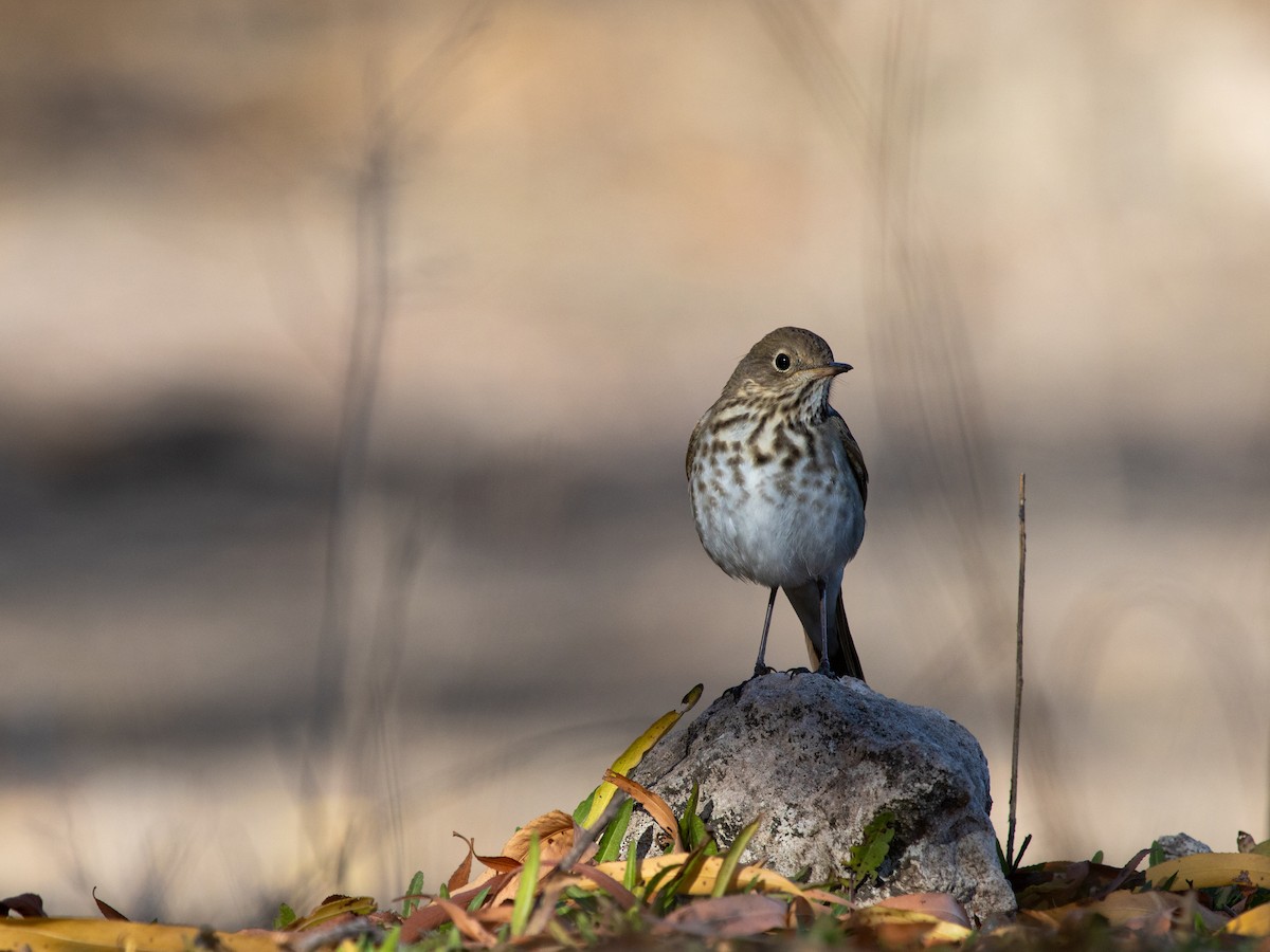 Hermit Thrush - ML646859953