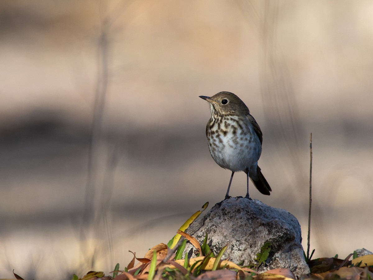 Hermit Thrush - ML646859955