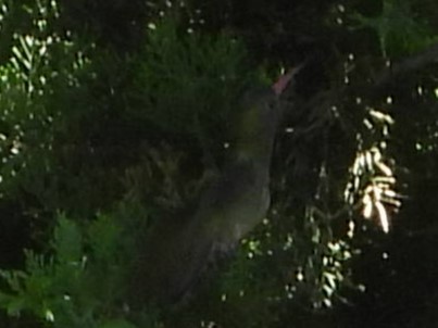 Glittering-bellied Emerald - ML646859957