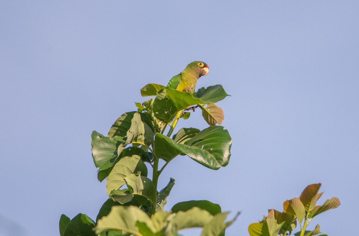 Оранжеволобая аратинга - ML646859962