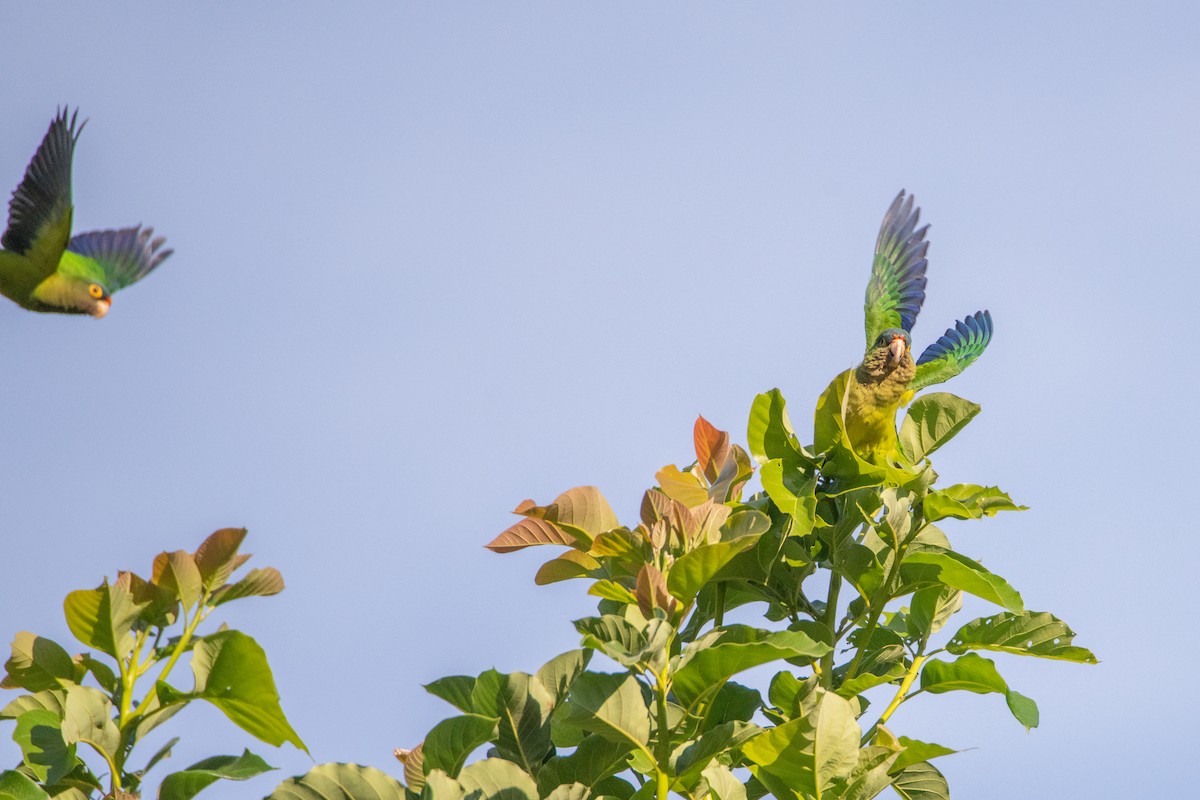 Оранжеволобая аратинга - ML646859964