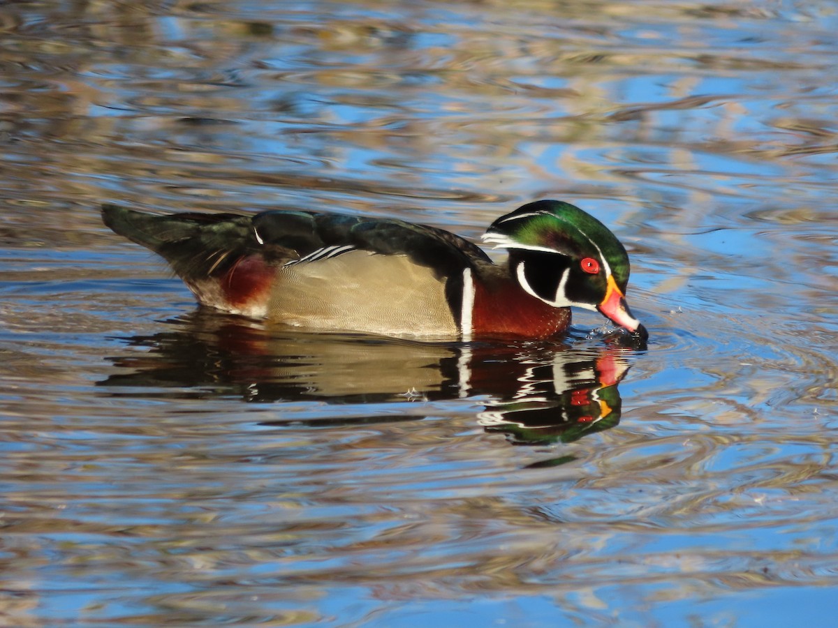 Wood Duck - ML646859965