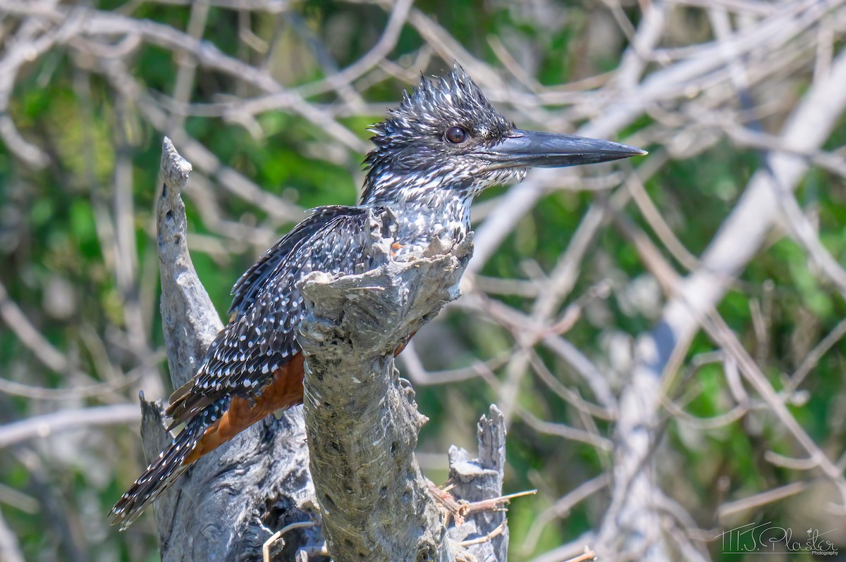 Рибалочка-чубань африканський - ML646859966