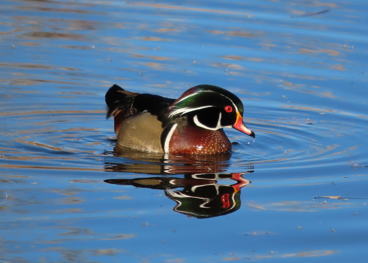 Wood Duck - ML646859969