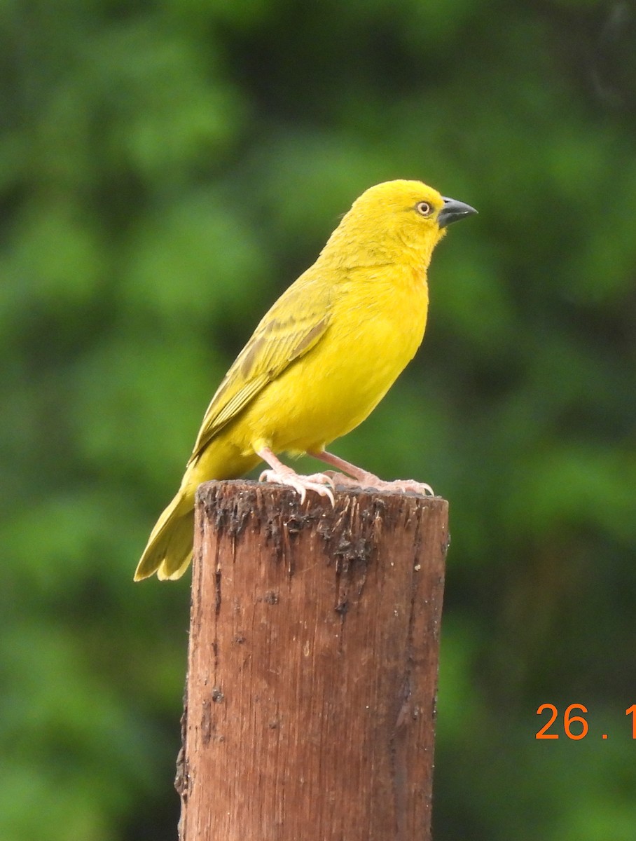 Holub's Golden-Weaver - ML646859972