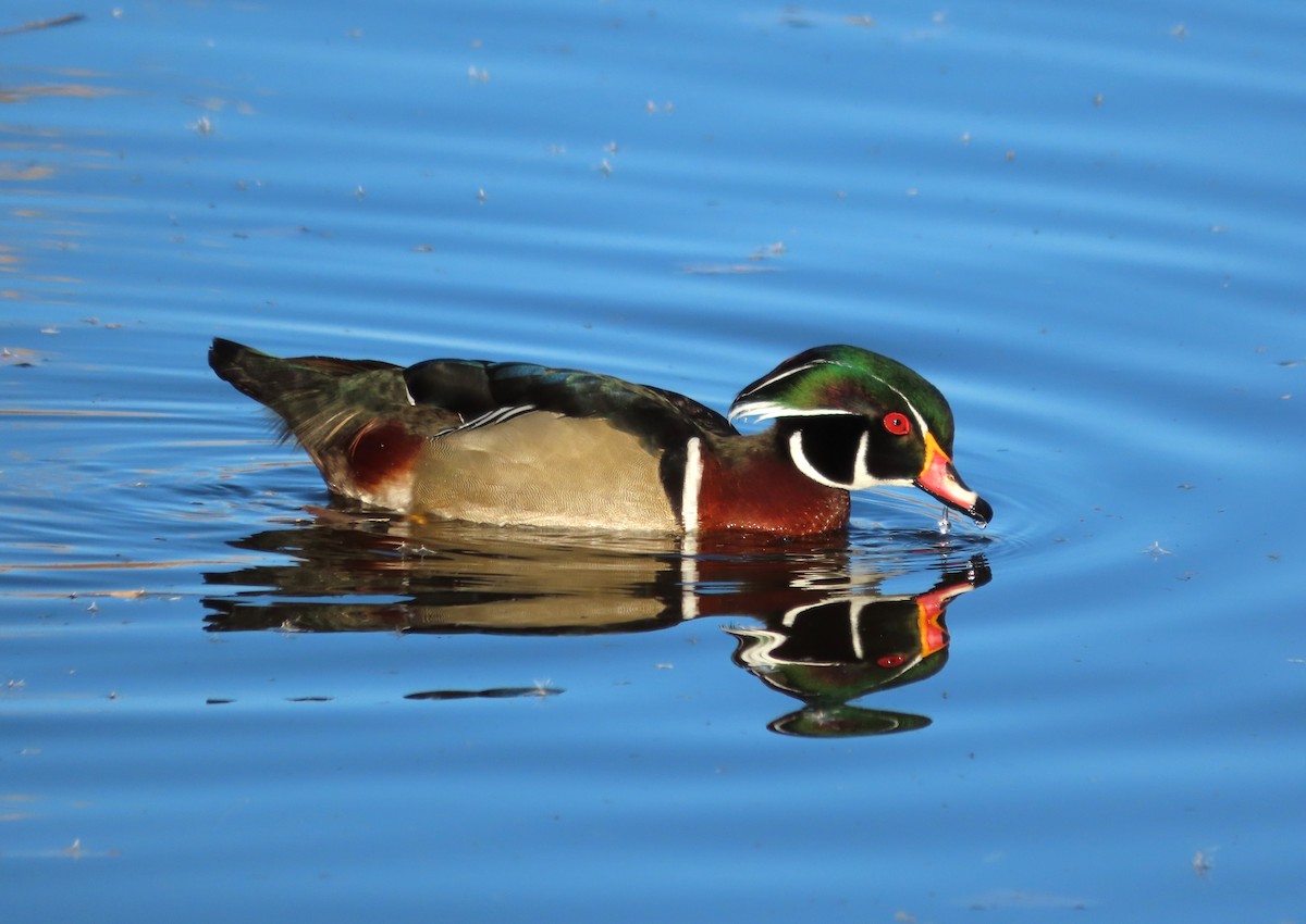 Wood Duck - ML646859974