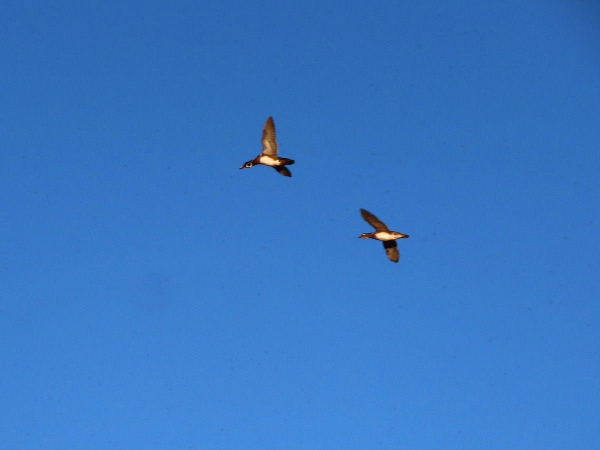 Wood Duck - ML646859975